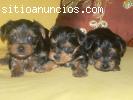 regalo cachorros de yorkshire