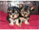 regalo dos cachorros de yorkshire