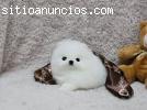 Regalo pomerania toy cachorros mini.