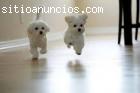 Ver para creer, los mejores perritos