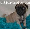 pug puppy for sale pug puppy for sale