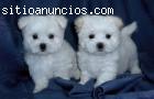 Bichon Maltes busca novia