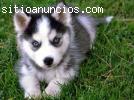 Siberian Husky cachorros * Listo ahora *