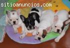 Cachorros bulldog frances para adopcion