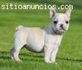 cachorros de Bulldog frances