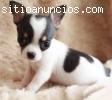 Precioso juguete cachorros de Chihuahua