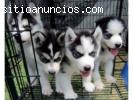 macho lindo y cachorros husky hembras pa