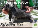 cachorritos schnauzer miniatura