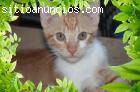 S.O.S: MUY URGENTE: Naco en adopción