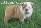 Bulldog Inglés Cachorros