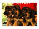 Cachorros pastores alemanes