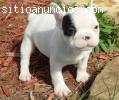 Fantásticos cachorros de Bulldog francés