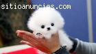 Regalo pomeranian juguete cachorros spit