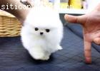 Cachorros pomeranian taza de té blanca