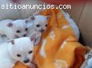 REGALO Mini Chihuahua cachorros.