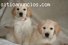 Regalo golden retriever cachorros