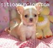 Chihuahua Cachorros Calidad
