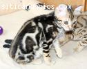 Gatitos de Bengala