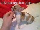 Camada de Chihuahuas de Bolsillo