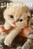GATITO FOLDEX DISPONIBLE! PEDIGREE. PKD-