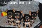 Regalo Macho y Hembra Cachorros Yorkshir