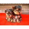 Excelente camada,Yorkshire Terrier cacho
