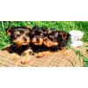 regalo cachorros toy de yorkshire terrie