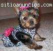 Hermosos cachorros Yorkshire Terrier