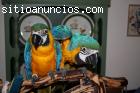 Par de azul y oro guacamayo loros para s