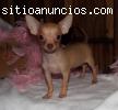 aspecto agradable cachorros de Chihuahua