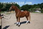 Caballo árabe Anglo