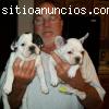 Bulldog frances de pura raza para adopc
