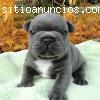 Cachorros Bulldog francés