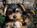 Hermosos cachorros Yorkshire