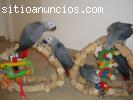 Gris africano y azul y oro guacamayos