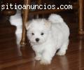 Cachorros Bichon maltes para su adopcion