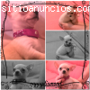 Puppydiamond chihuahuas exclusivos