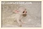 Chihuahuas en miniatura