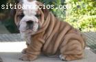 AKC regis. BULLDOG INGLES
