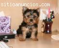 Tenemos disponibles macho y hembra Yorks