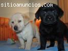 Maravilloso Cachorros Labradores Negro y