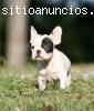 Bulldogs cachorros franceses con pedigre
