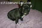 Excelentes ejemplares Bulldog Francés en