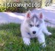 Cachorros husky siberiano
