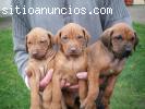 Cachorros Rhodesian Ridgeback