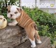 Bulldog Inglés cachorros