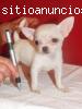 chihuahua cachorros