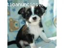 Camada de cachorros chihuahua