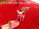 cachorros de chihuahua toy