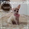 Exclusivos cachorros miniatura nacionales